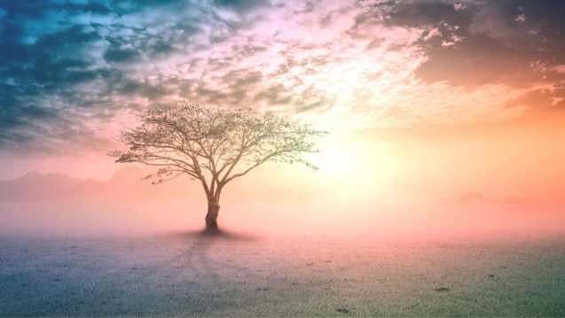 tree