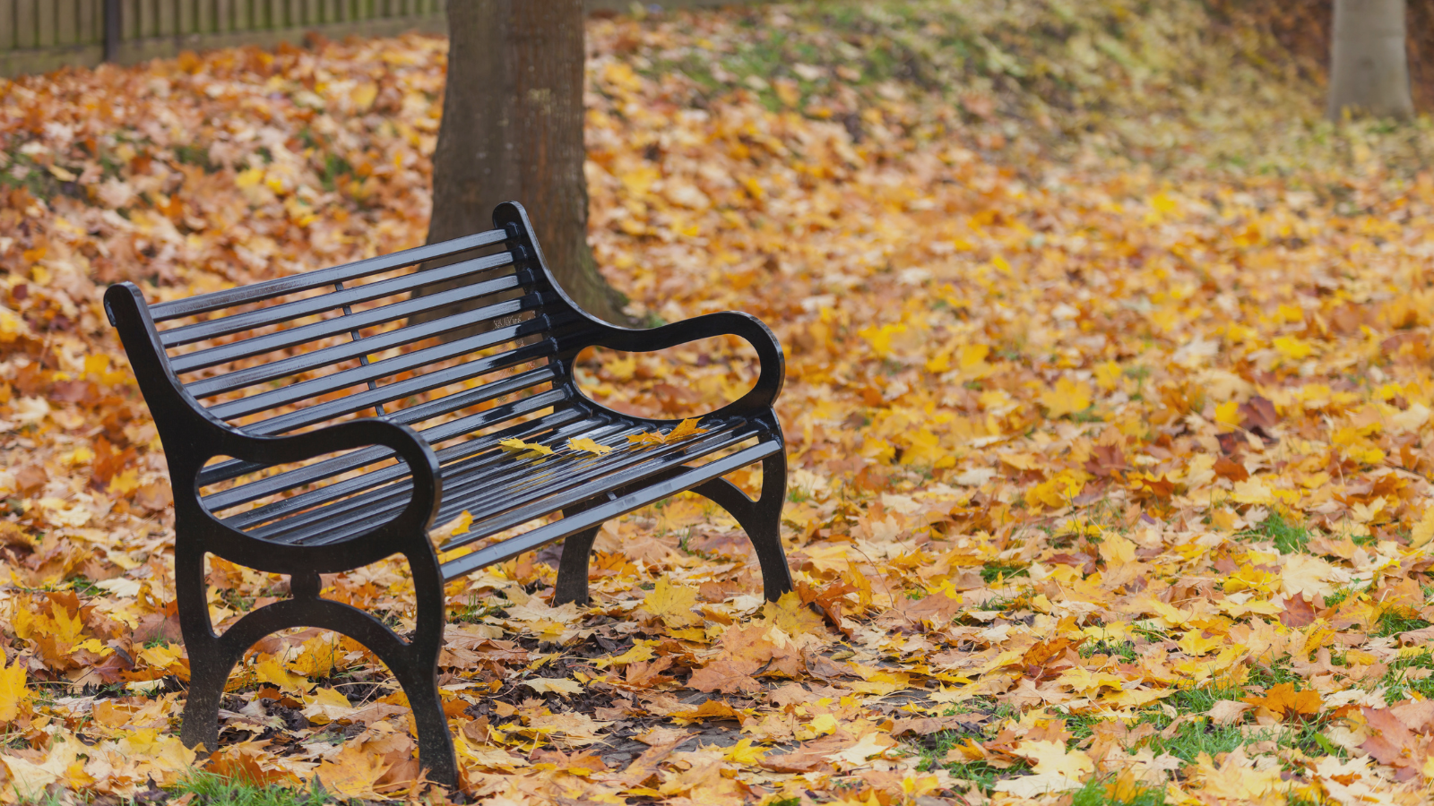 公園のchair